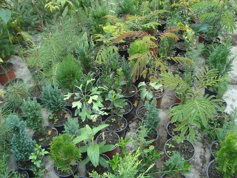  PUIETI ARBORI SI ARBUSTI ORNAMENTALI INDIGENI SI EXOTICI